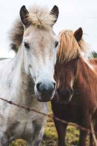 Horse Hoof Care for the Long Run Image